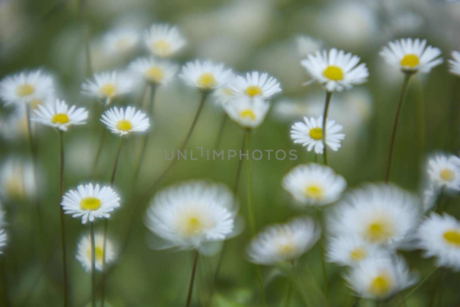 Meadow at spring with many daisies shooting in one shot with bokeh effect.