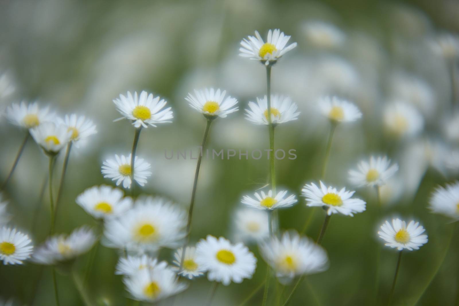 Daisies on spring meadow, with bokeh effect and light mist that makes the shot very picturesque ...