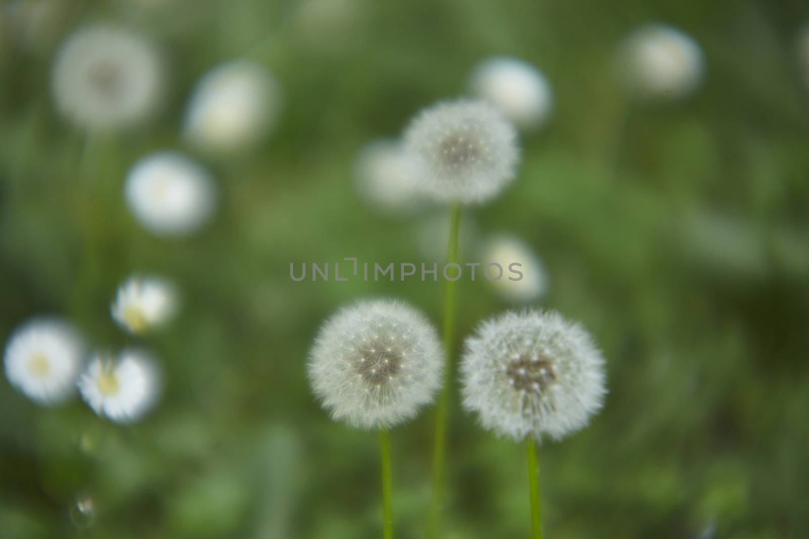 Three dandelions in their period of infruttiscence, ready for reproduction.