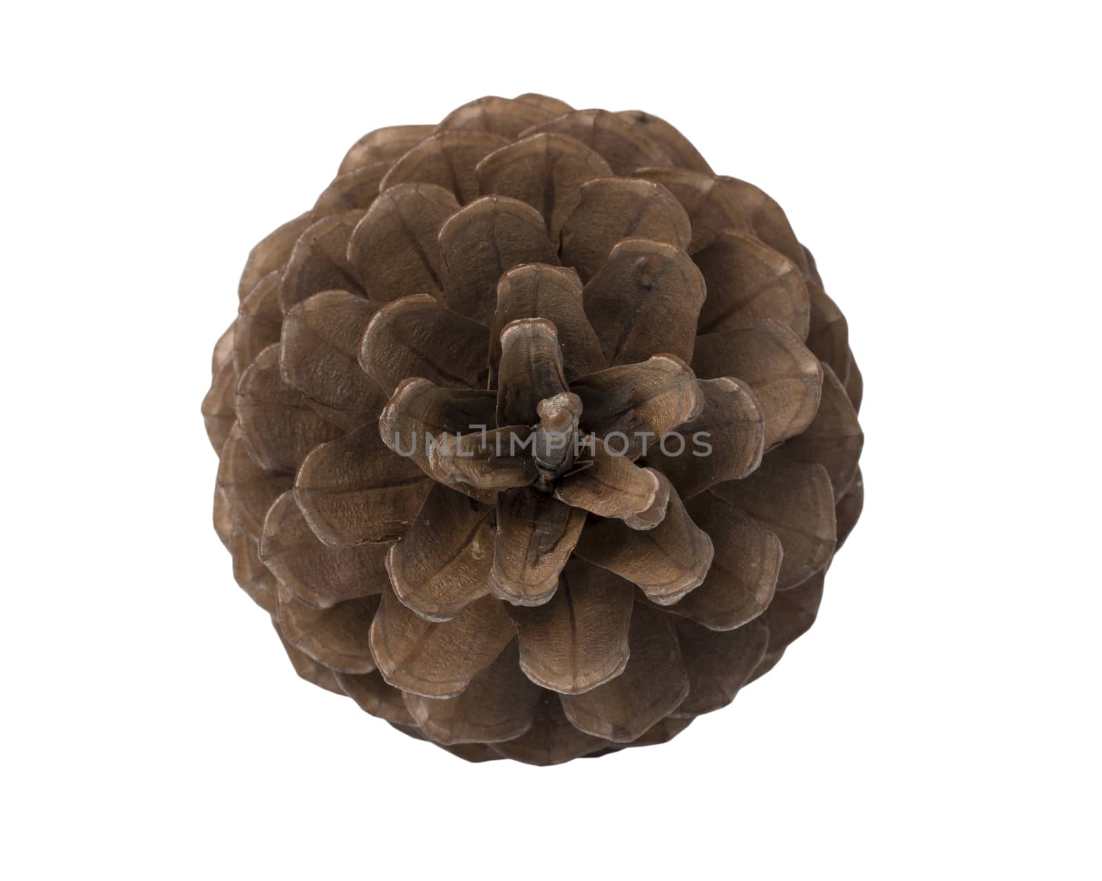 Brown pine cone isolated on white background, upper view.