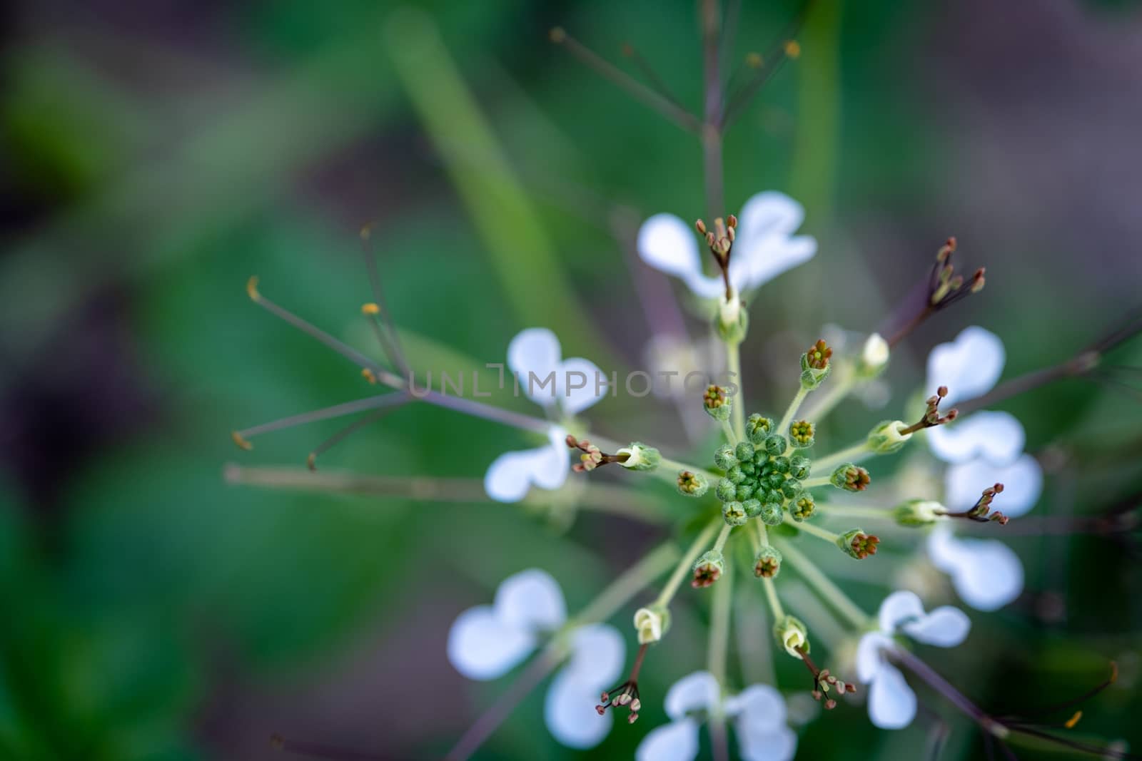 Selected focus green center of Cleome viscosa plant and white flower with blur background by peerapixs
