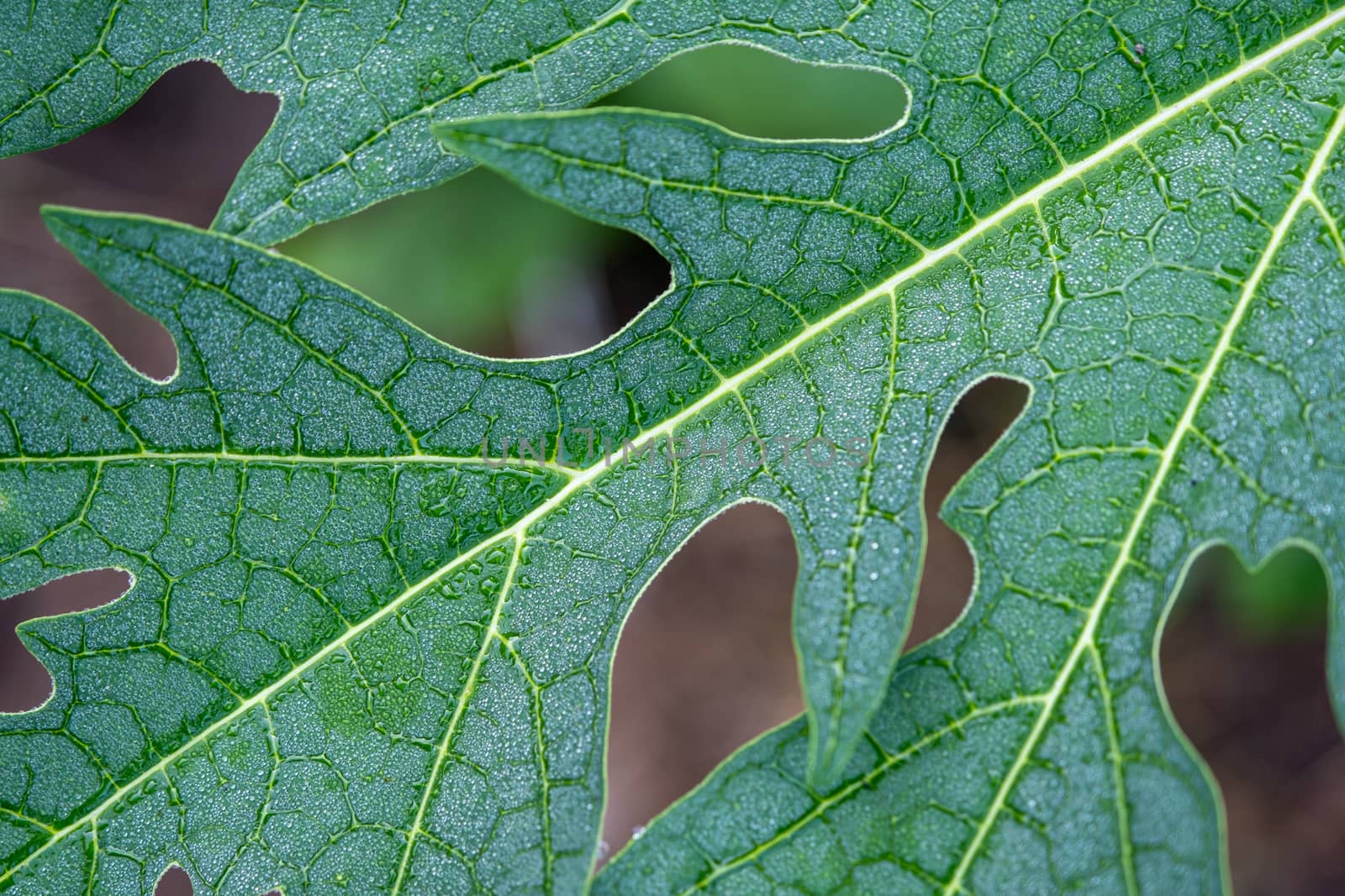 Rain drop on papaya leaf background show pattern With shadow edge, select focus by peerapixs