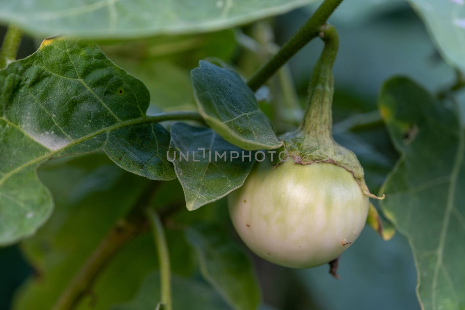 The Selected focus closeup Thai eggplant on the tree In the garden