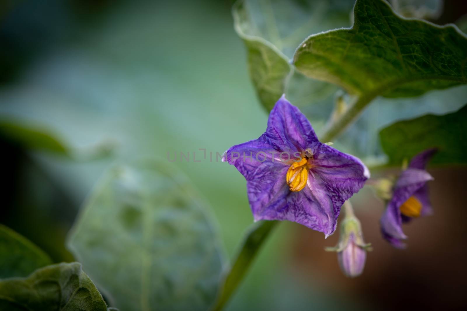 Select focus Close up Thai Eggplant with flower on green leaf and tree with blur background by peerapixs