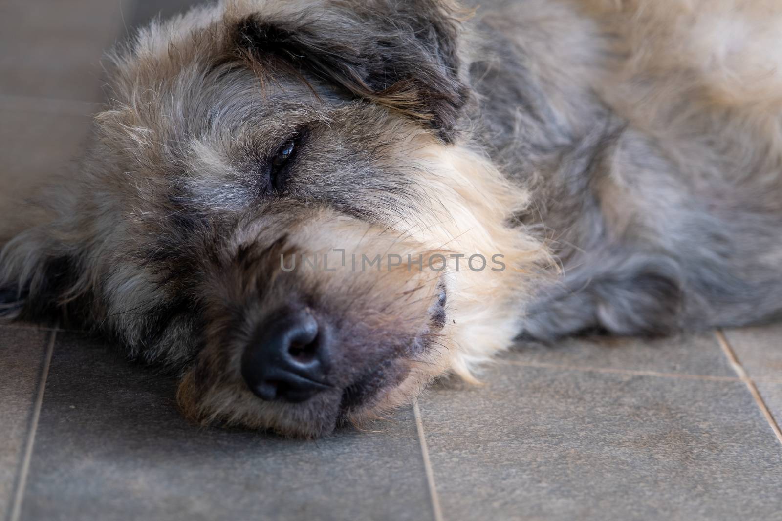Closeup a Dog pet sleep lazy lay down canine sit concept.