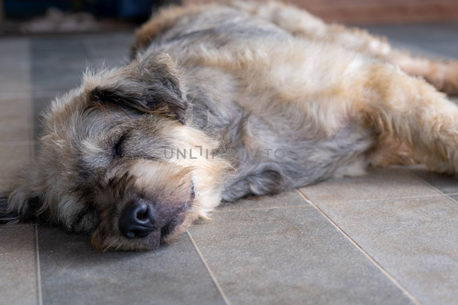 Dog pet sleep lazy lay down canine sit concept. by peerapixs