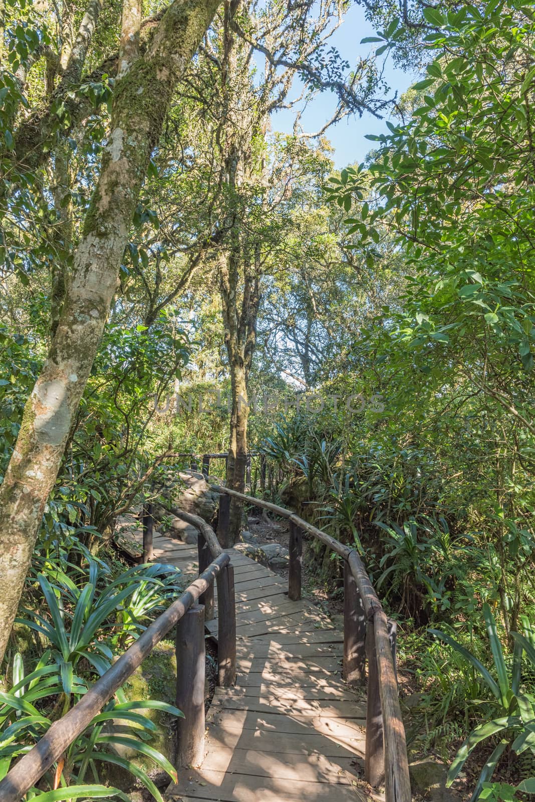 Boardwalk in the rainforest at Gods Window near Graskop by dpreezg