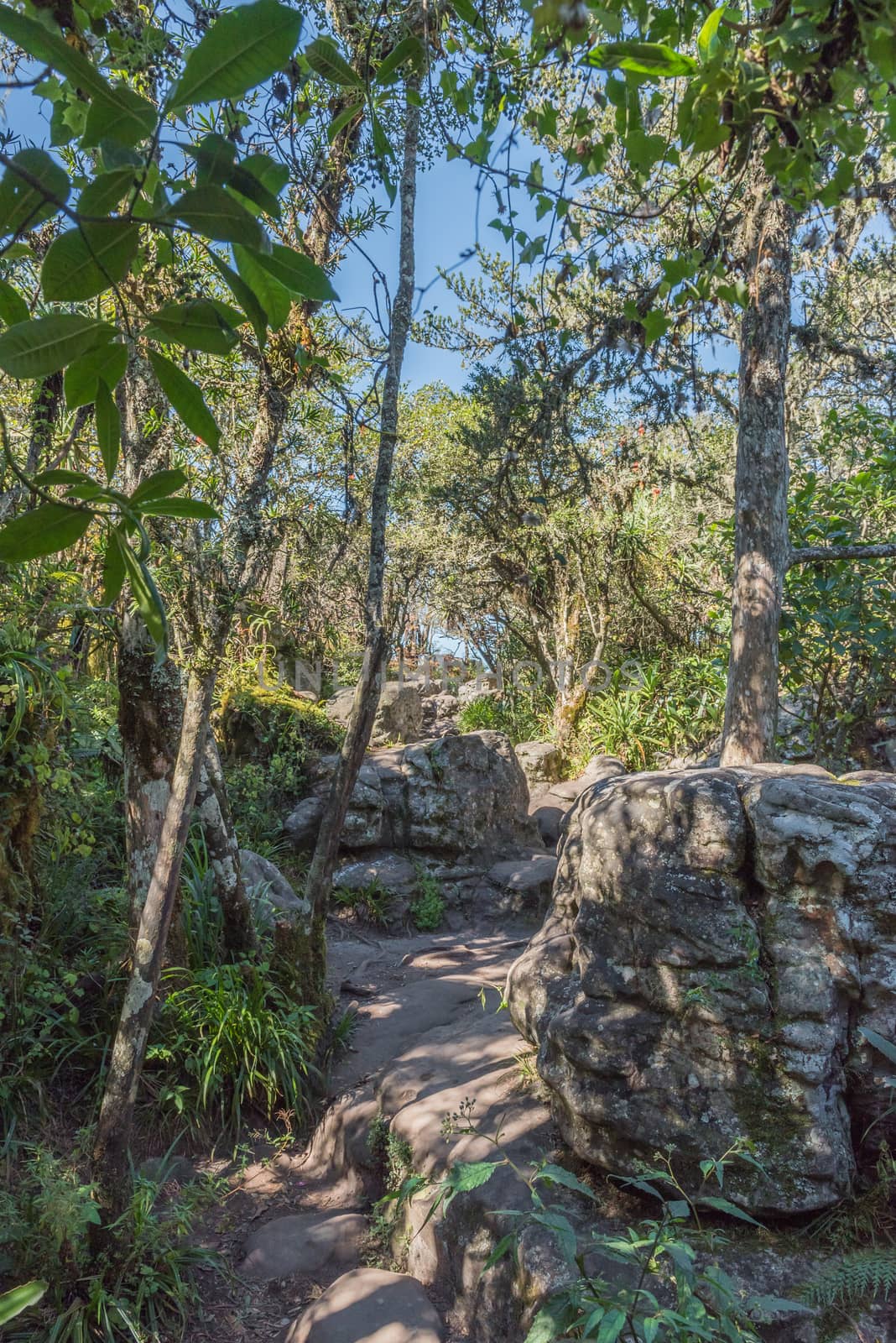 A walking trail in the rainforest at Gods Window near Graskop