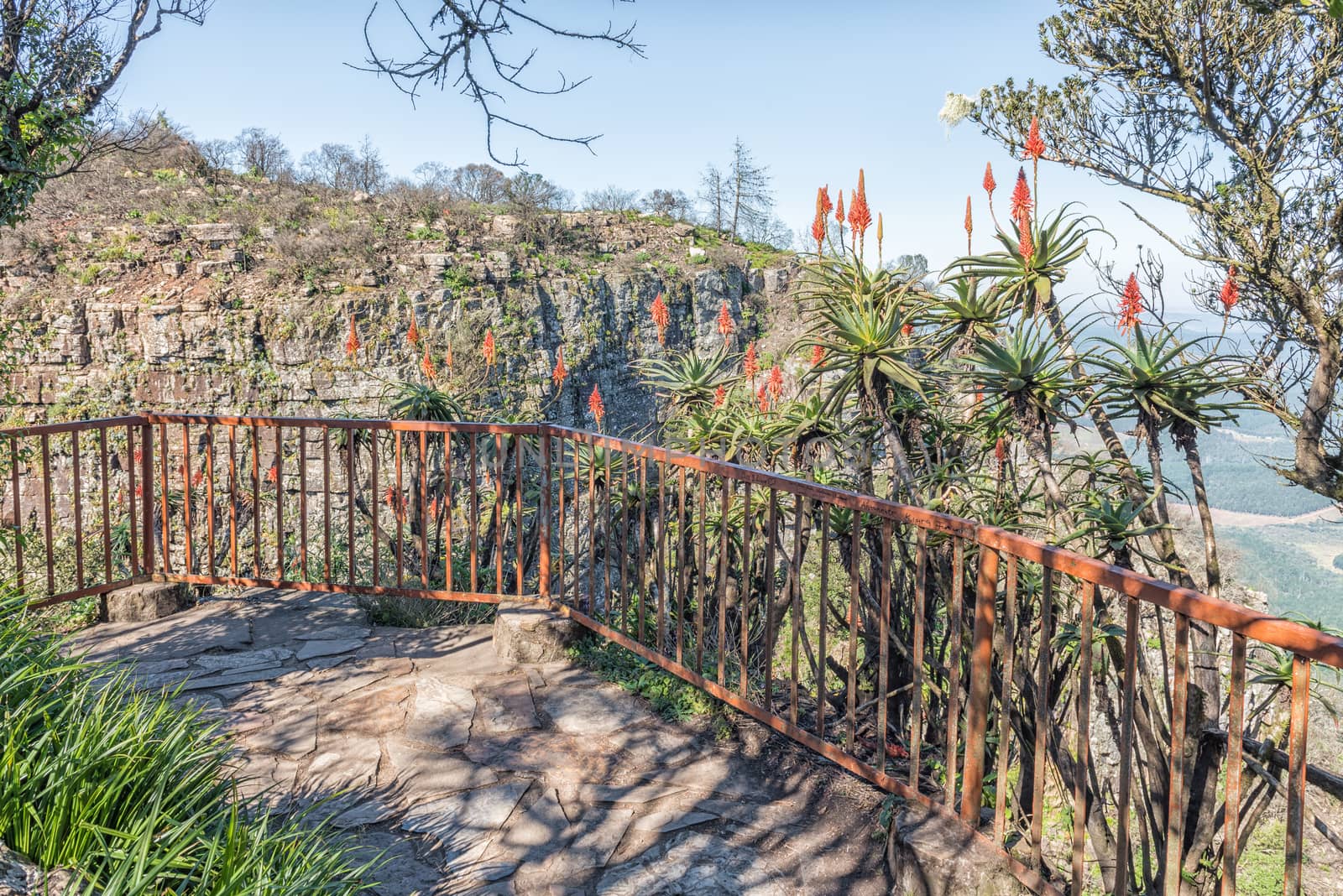 Aloes at a viewpoint at Gods Window by dpreezg