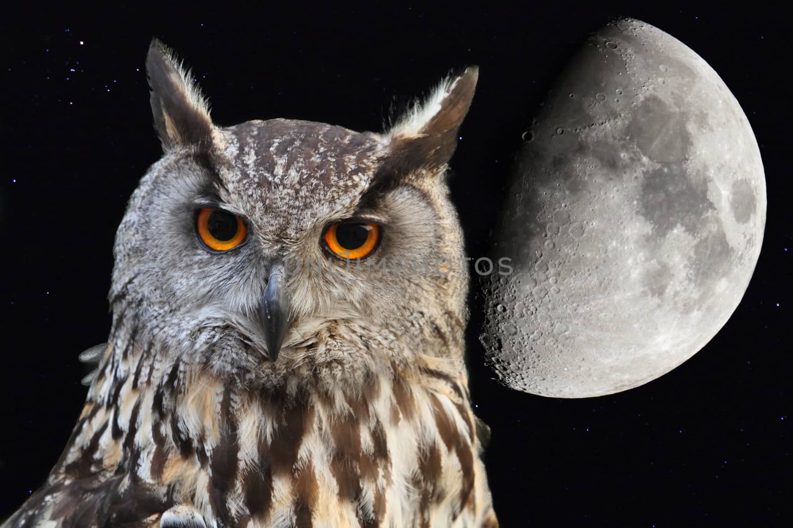 eagle owl with background the moon in the night sky