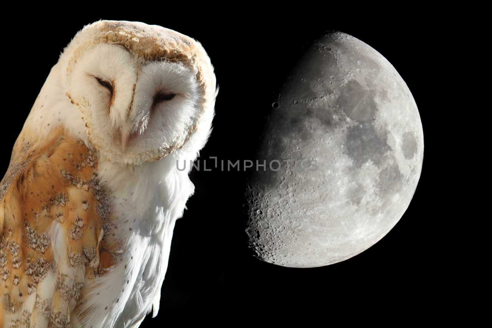 the barn owl with the moon in the night sky background