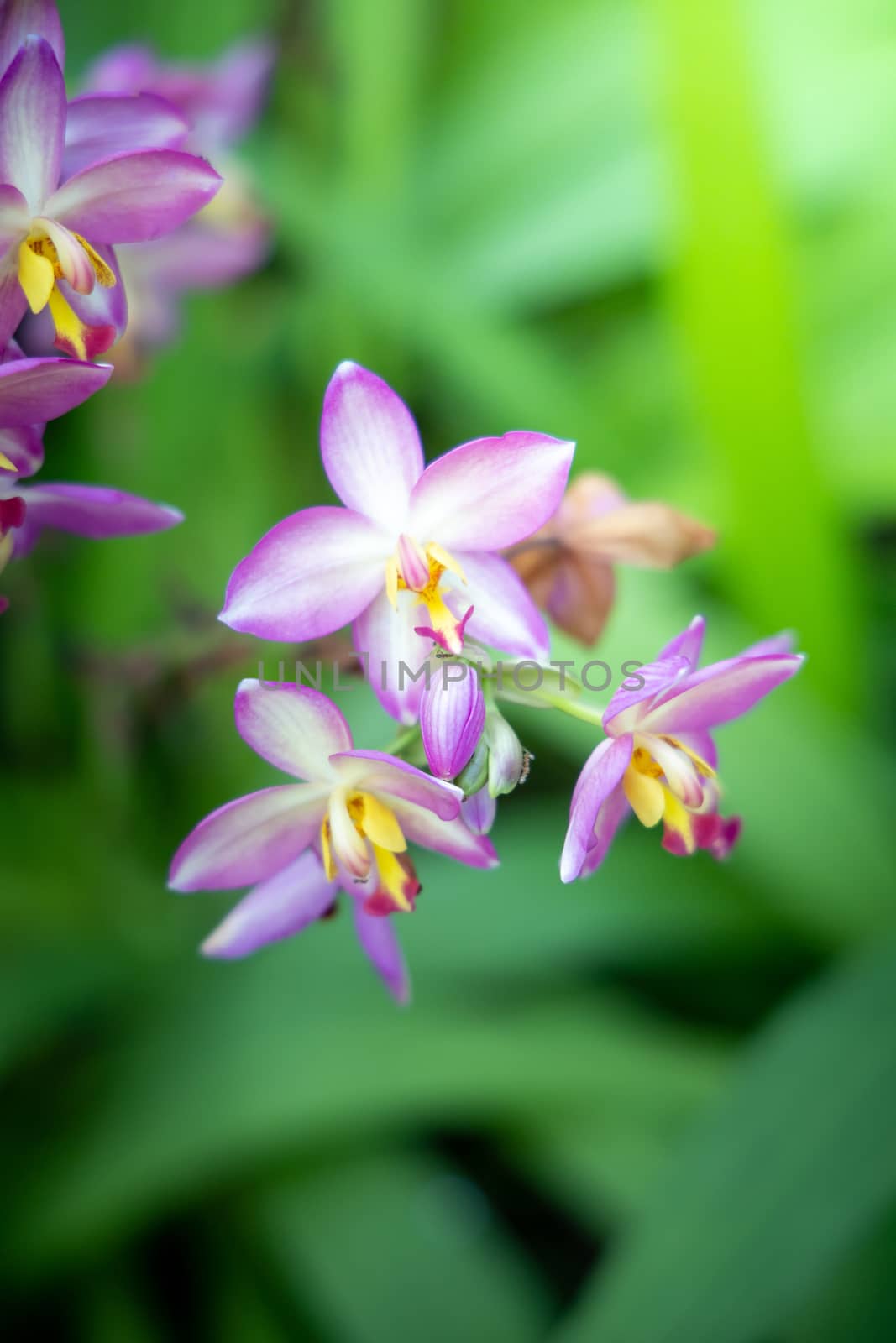 The background image of the colorful flowers by teerawit