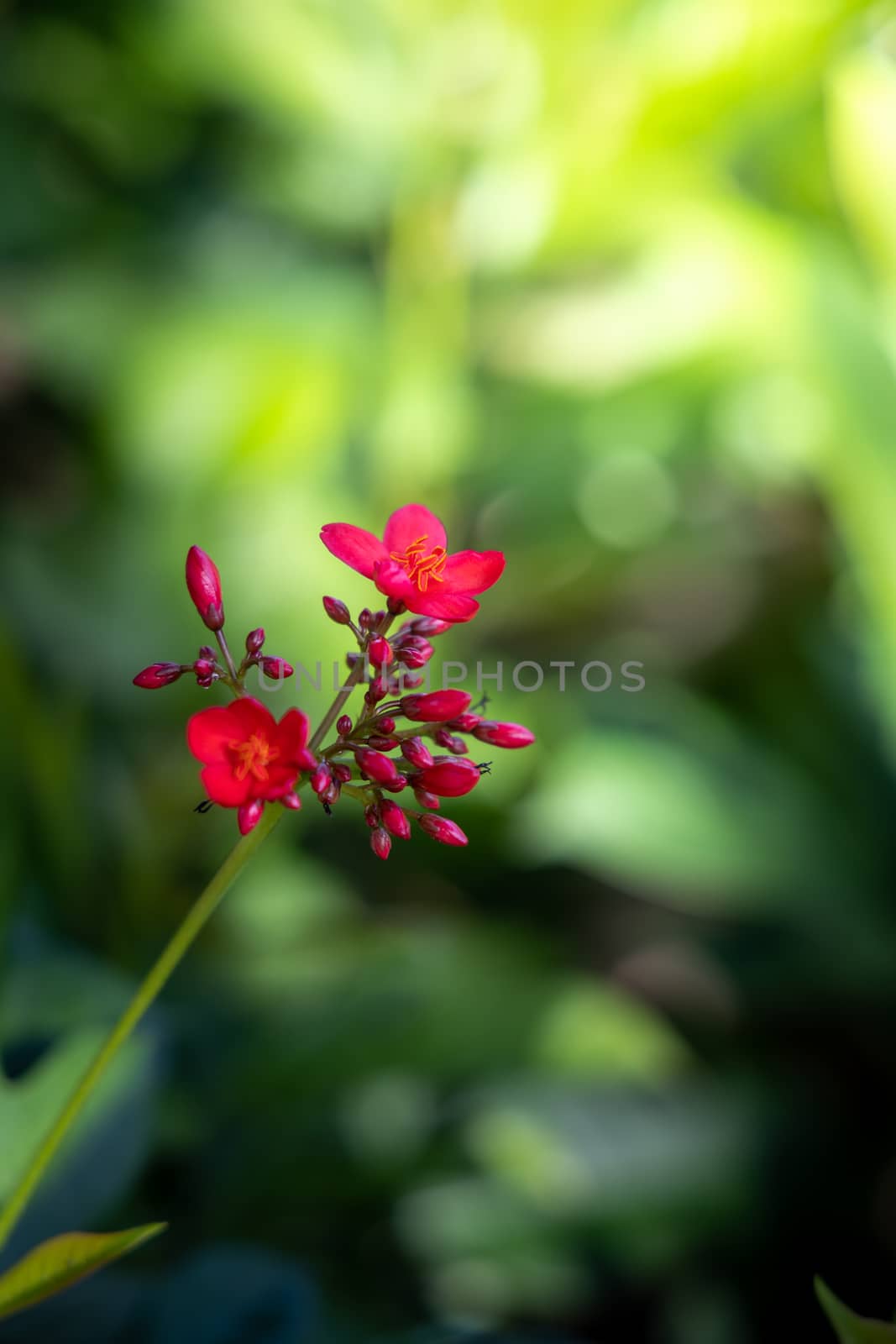 The background image of the colorful flowers by teerawit