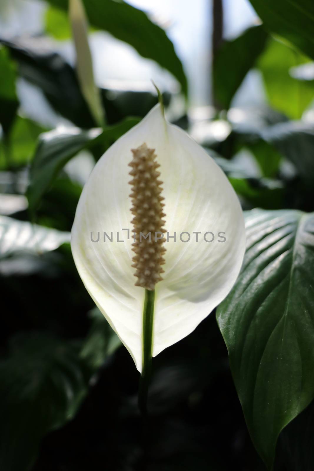 Close up of Anthurium flower in a garden. Nature