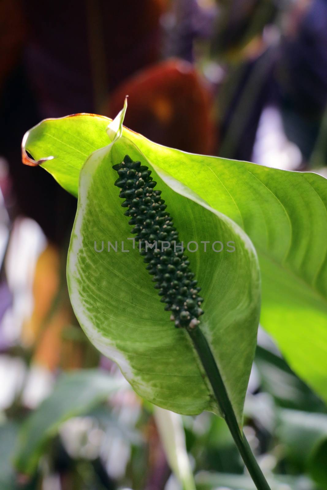 Anthurium, plants as ornamental can be placed indoor and outdoor