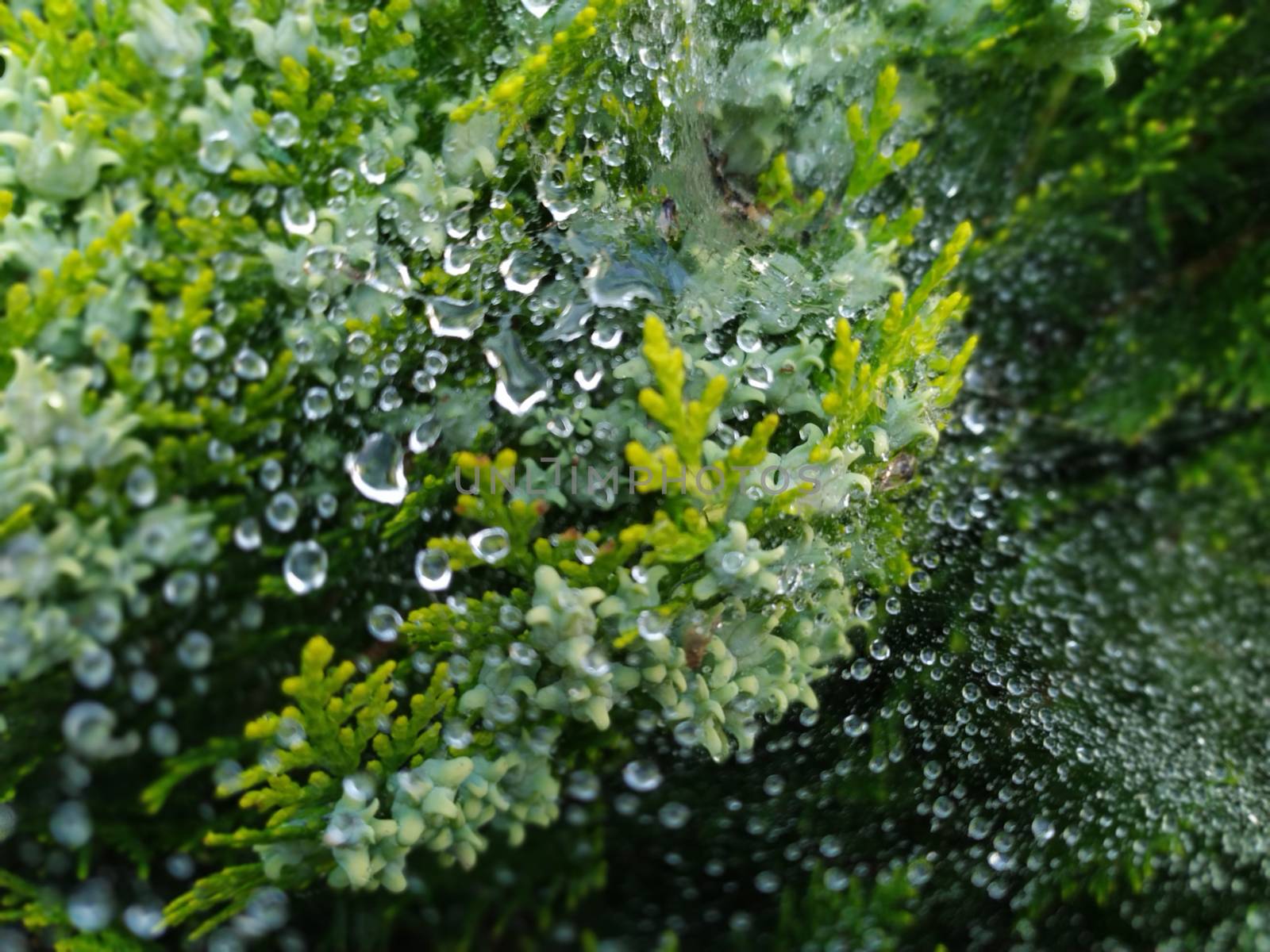 droplets of rain on the spider web