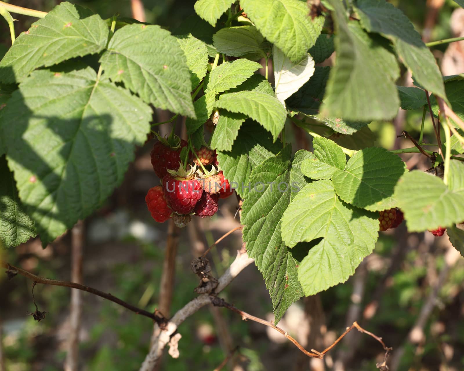 rip raspberry berries on a raspberry bush.