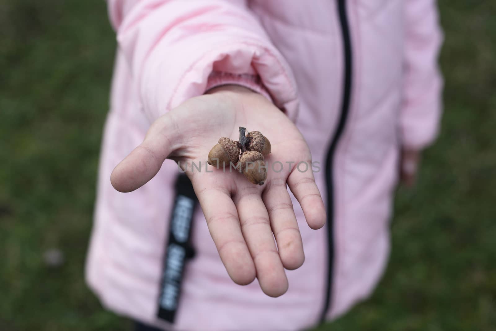 three acorns in the baby's hand