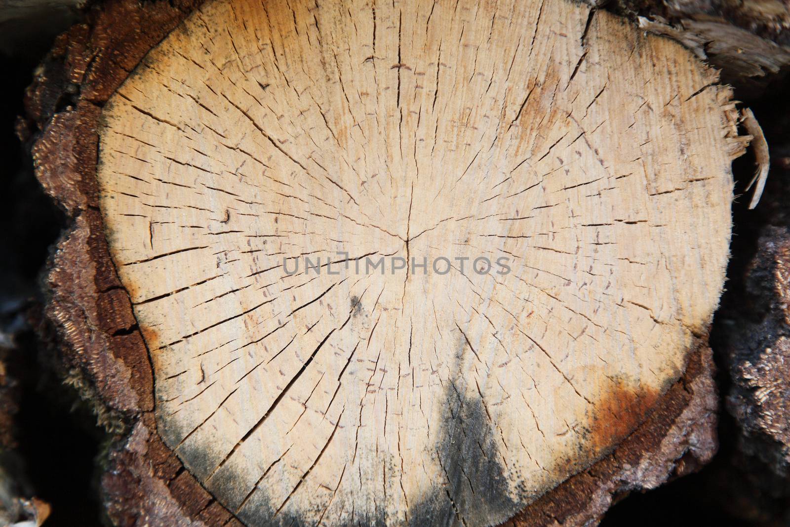 In the photo the birch is cut. The background of the wood