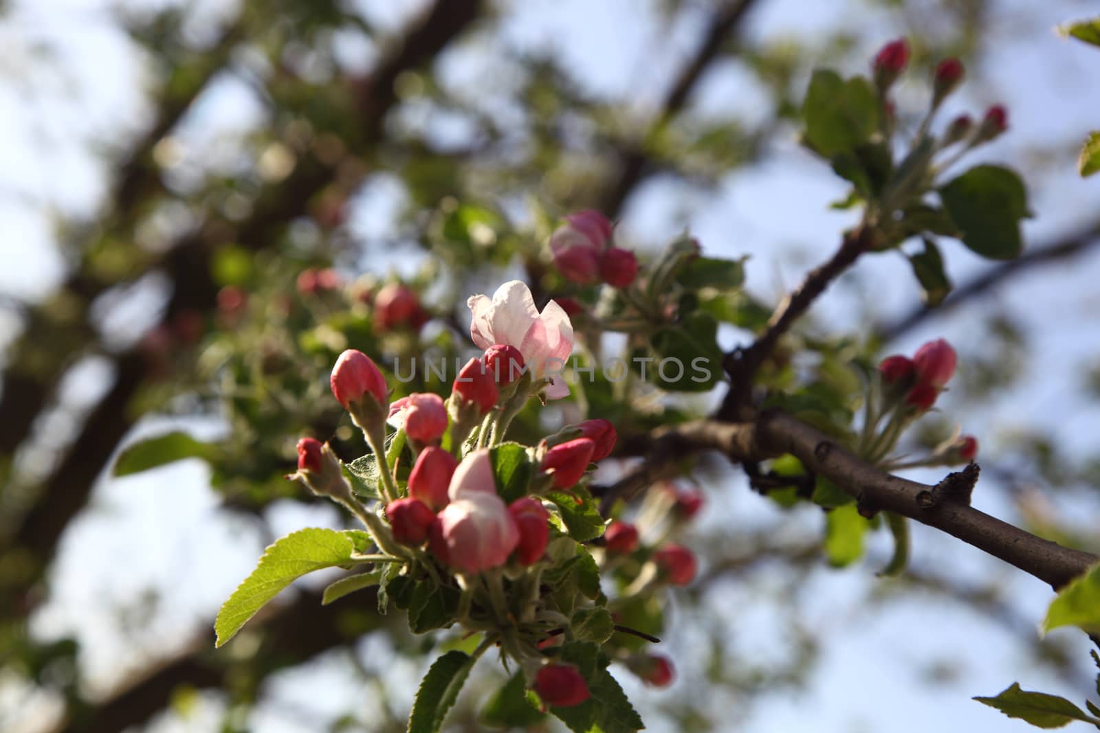 branch of apple with flowers and buds