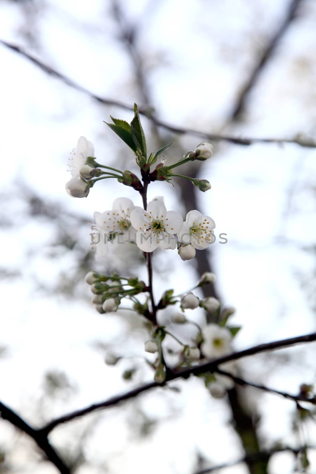 a bunch of blooming cherries. closeup photo