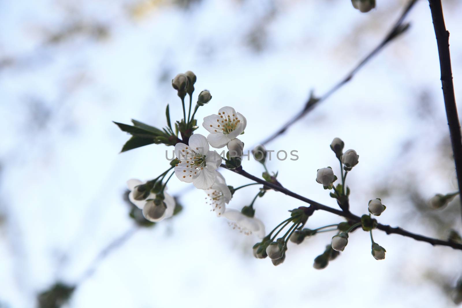 a bunch of blooming cherries. closeup photo