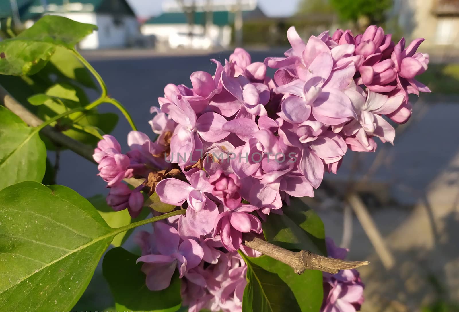 In the photo of a flower of lilac on a tree. Spring landscape