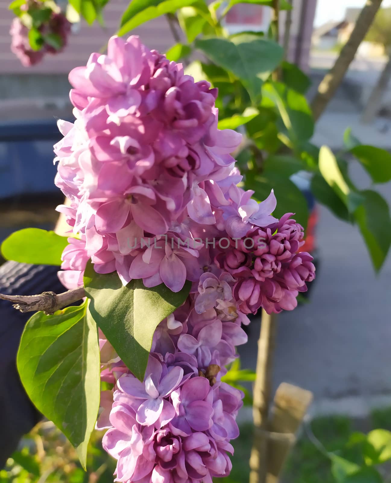 flower of lilac on a tree by sagasan