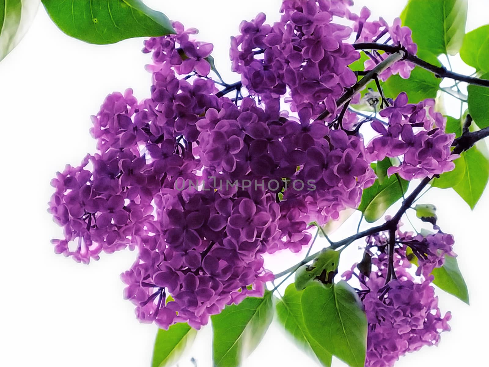 a branch of lilac on a tree. Spring flowering