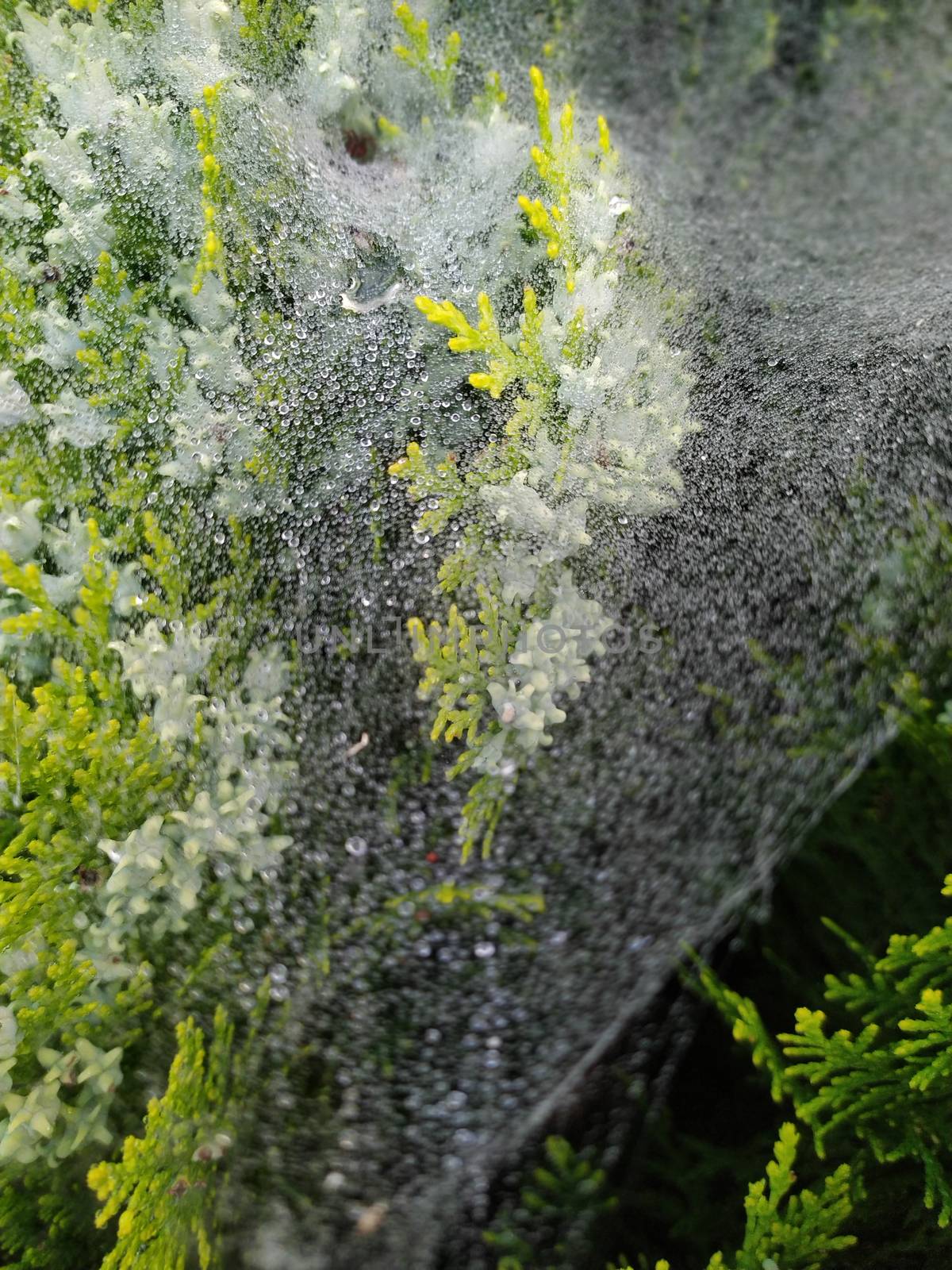 droplets of rain on the spider web