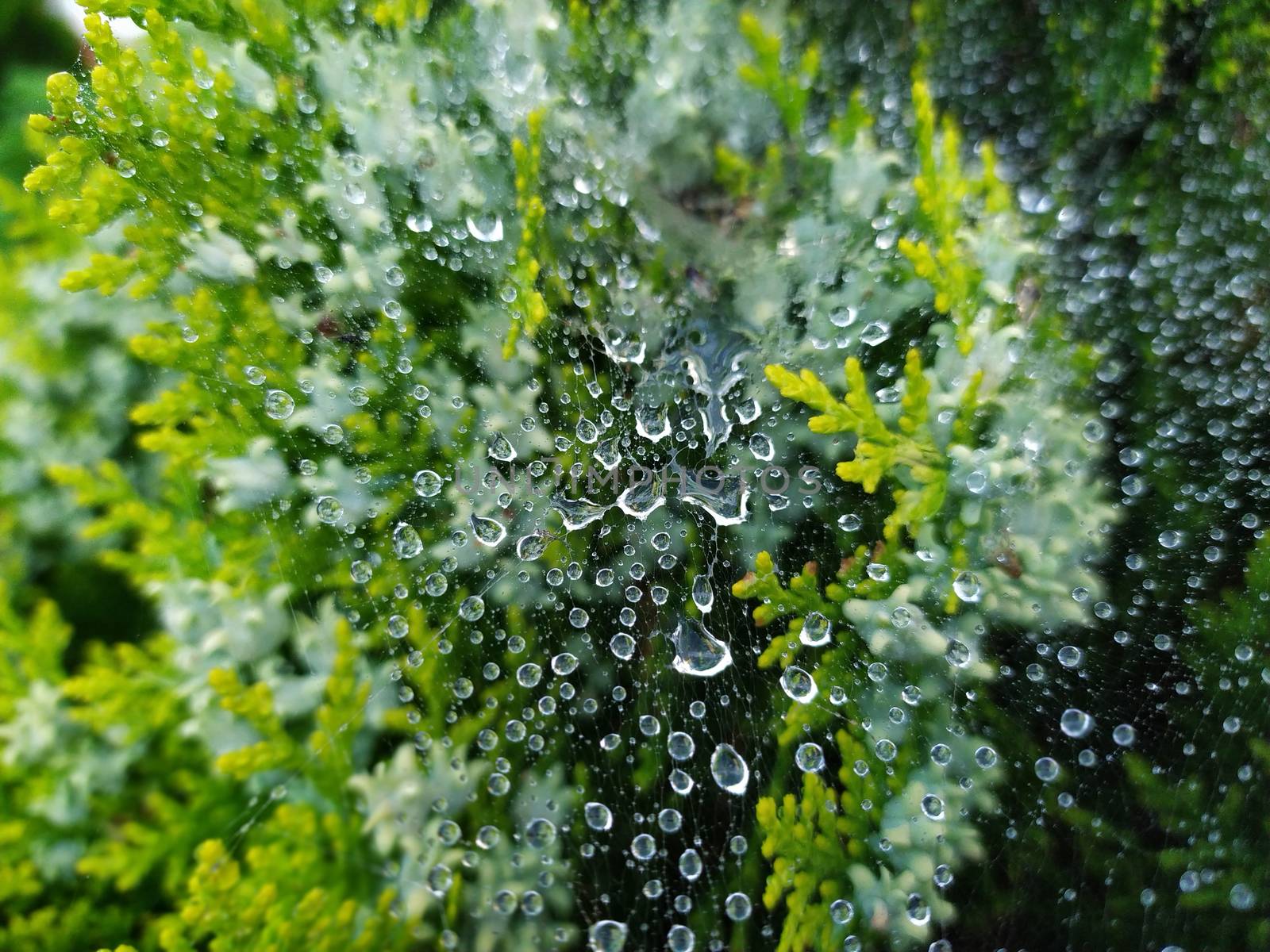 droplets of rain on the spider web