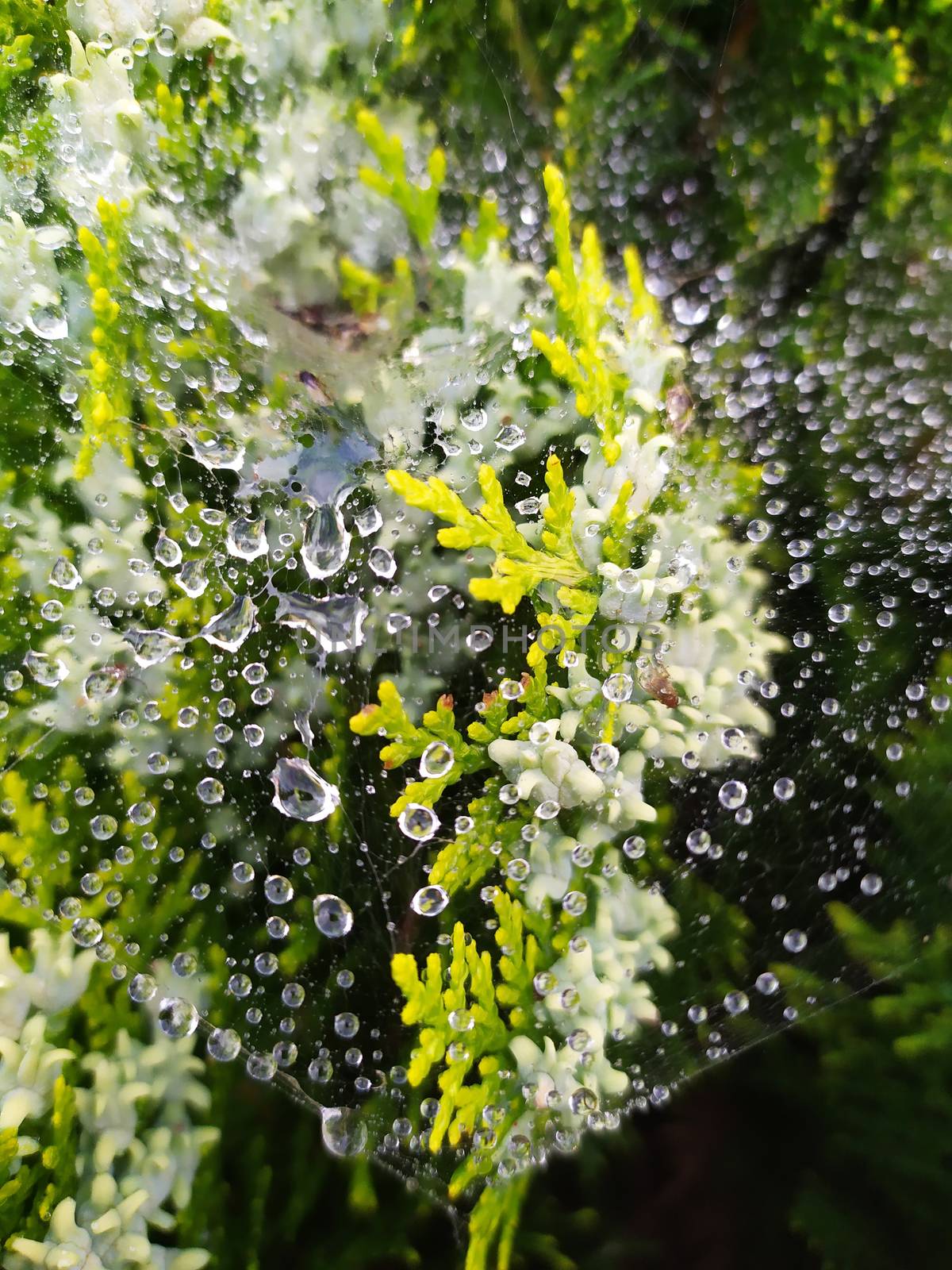 droplets of rain on the spider web