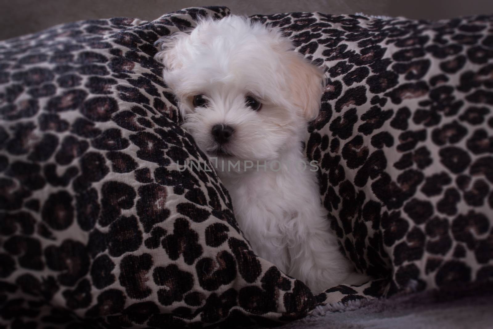 Adorable two months white Shih tzu puppy by lanalanglois