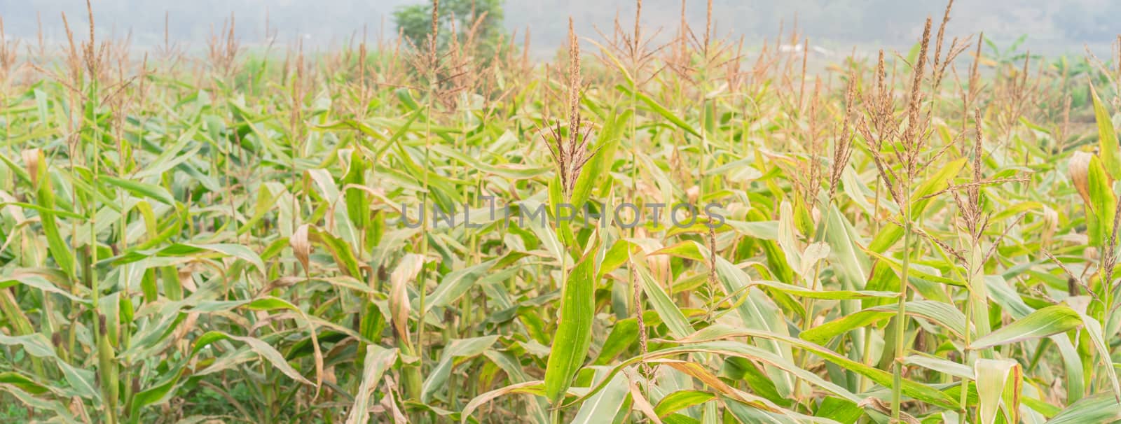 Panoramic organic corn farm with cob and flowers close-up in the North Vietnam by trongnguyen