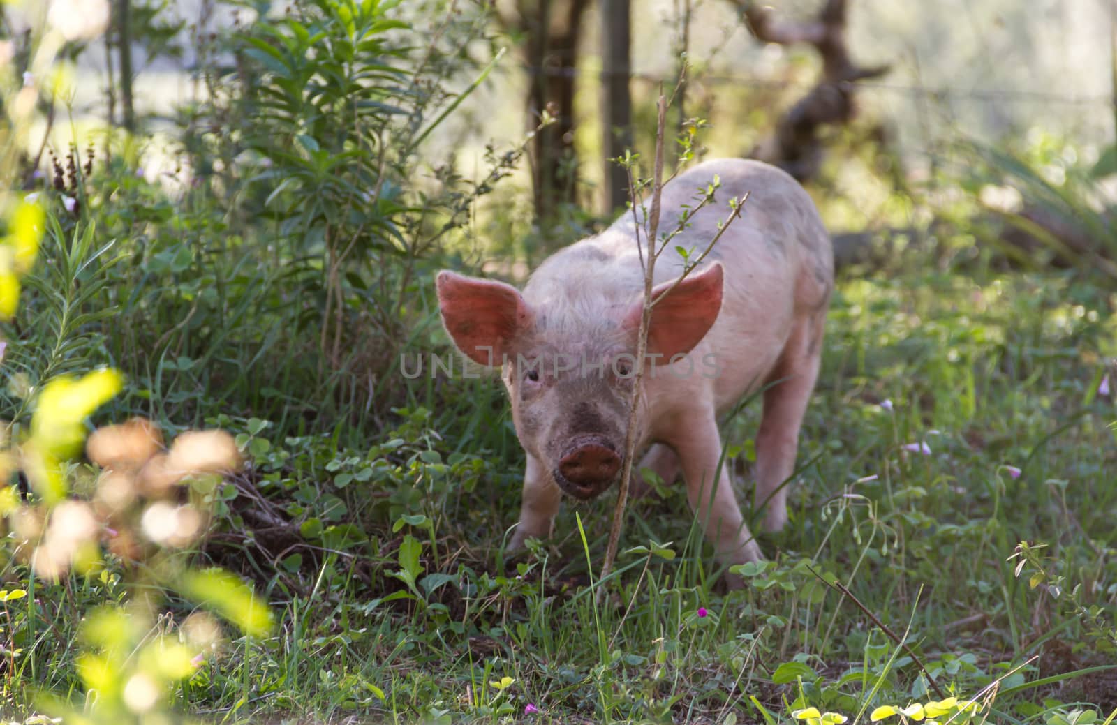 Livestock of loose pigs walking on the farm
