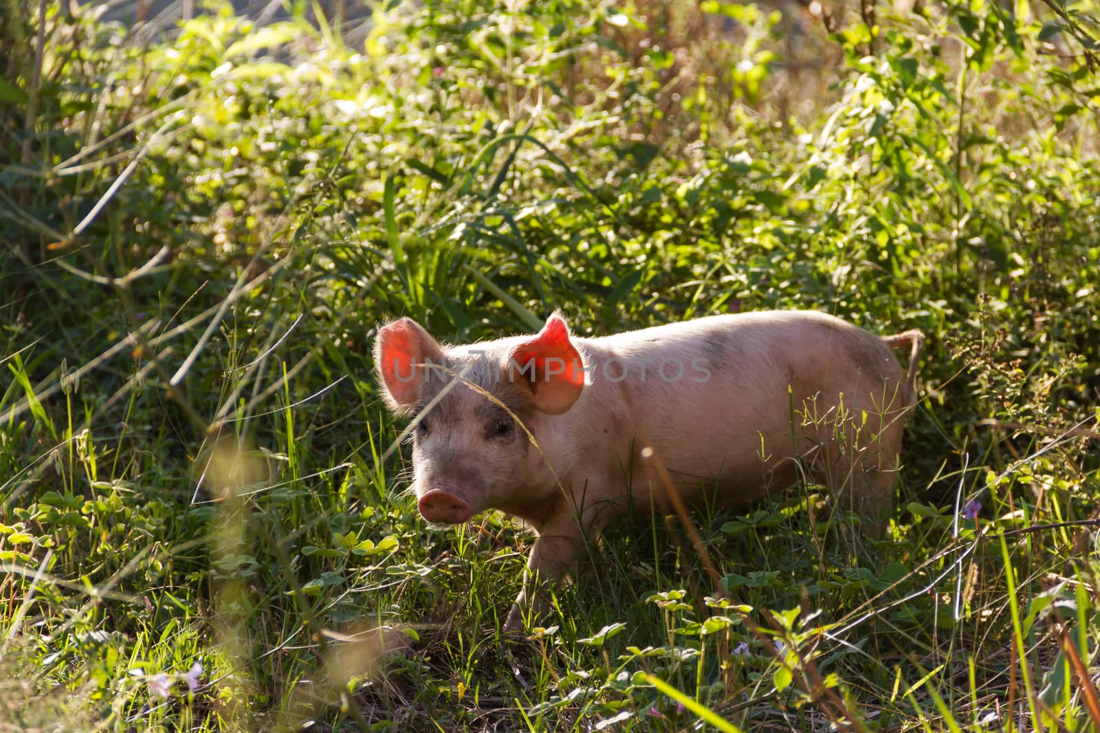 Livestock of loose pigs walking on the farm