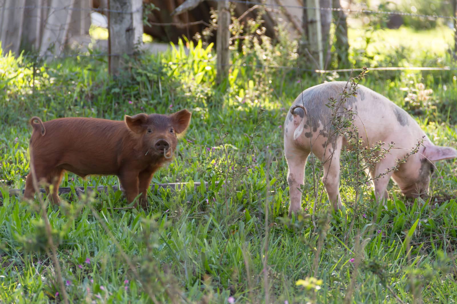 Livestock of loose pigs walking on the farm by GabrielaBertolini