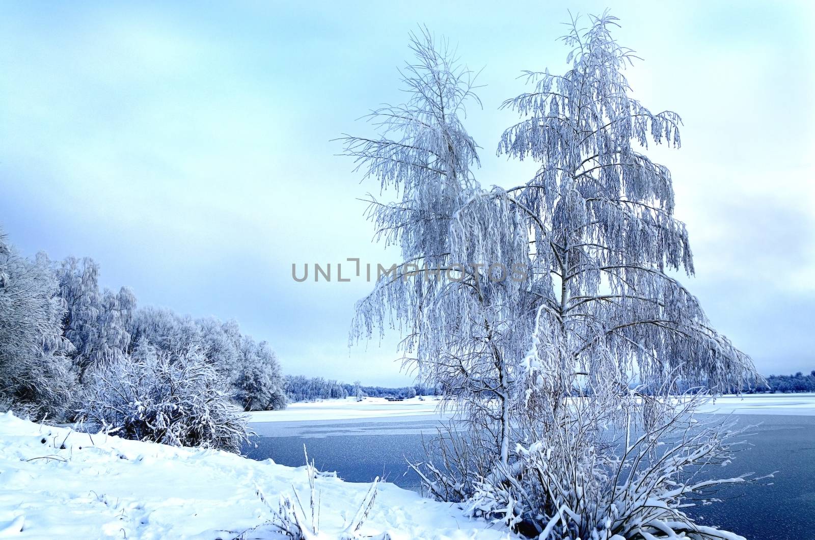 Winter landscape with trees, covered with hoarfrost and views on the frozen lake