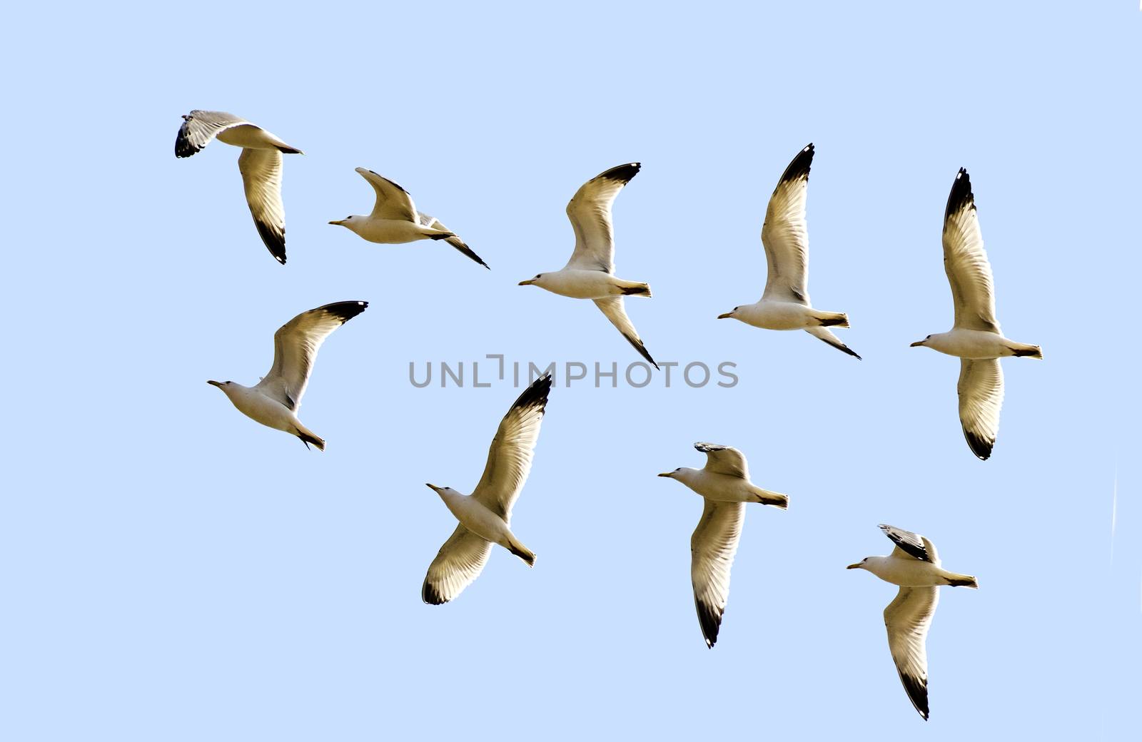 A collage of flying gulls on the background of blue sky