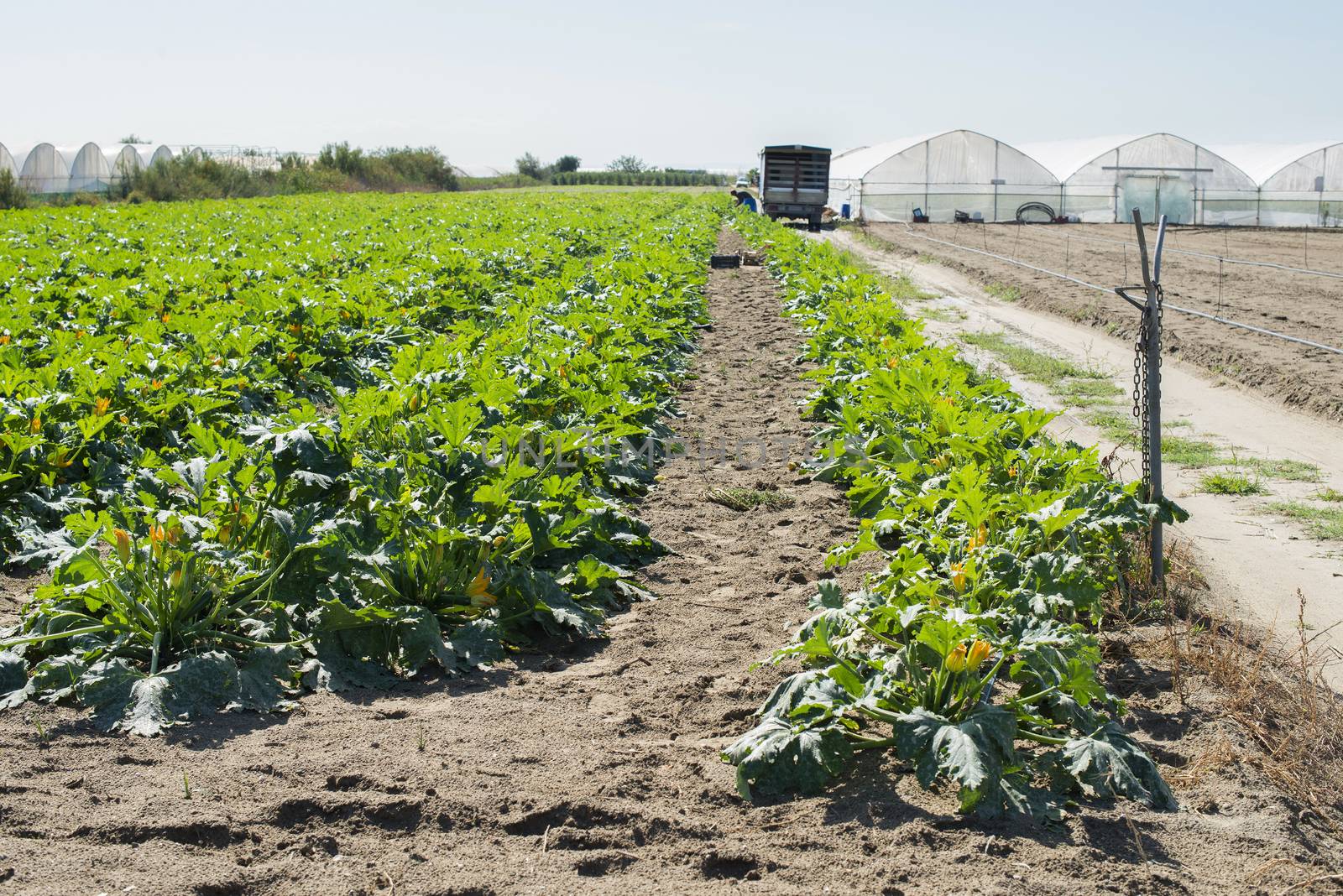 Zucchini on rows in industrial farm. by deyan_georgiev