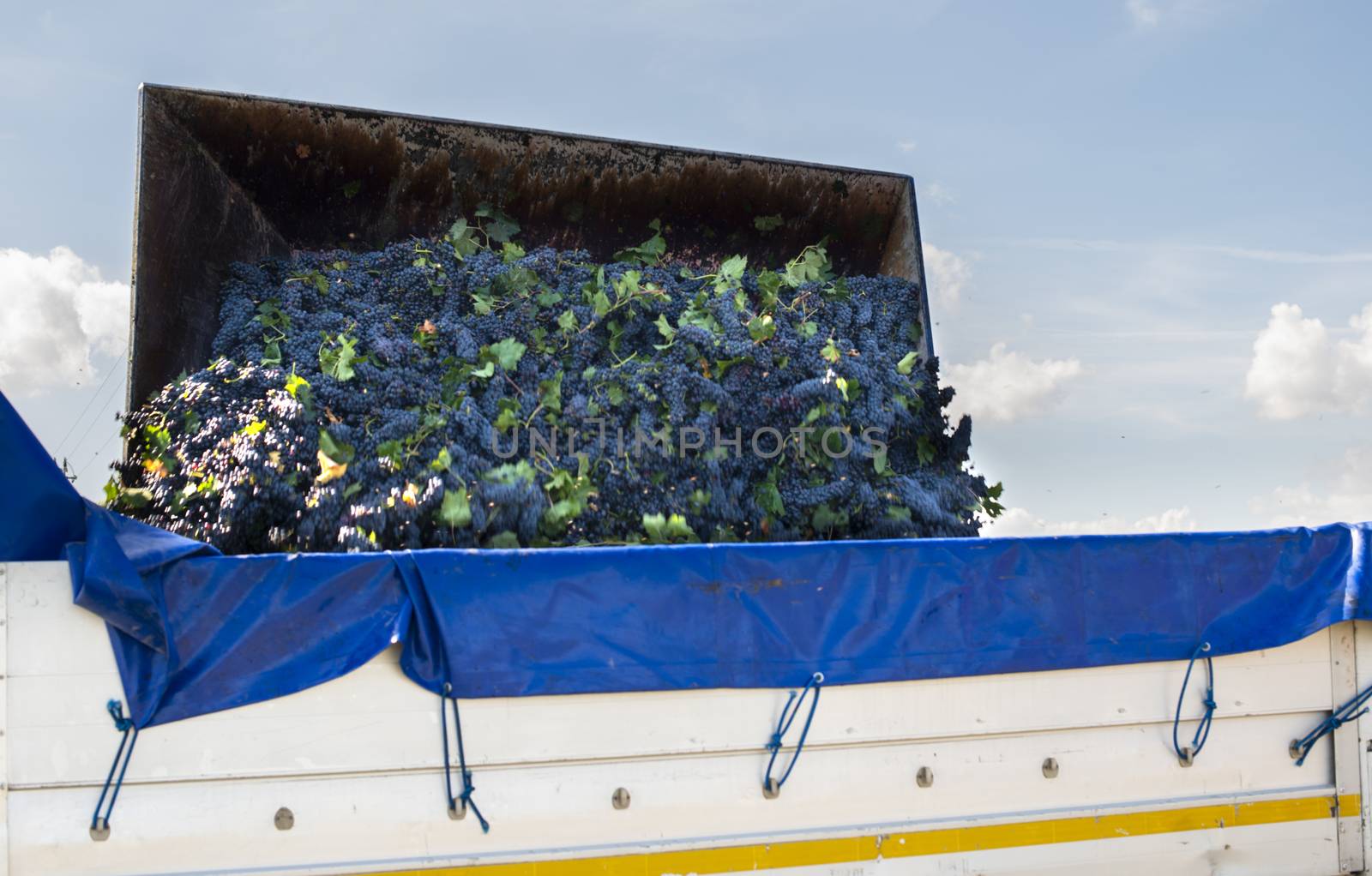 Truck with red grape for wine making. Pile of grape on truck trailer. Picking and transporting grape from vineyard. Wine making concept.