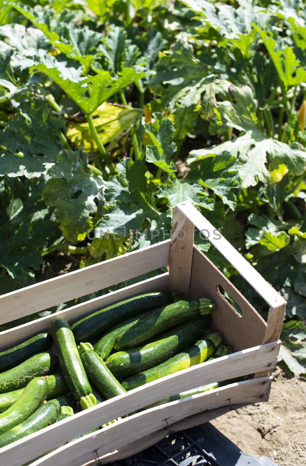 Picking zucchini in industrial farm. Wooden crates with zucchini on the field. Sunny day.