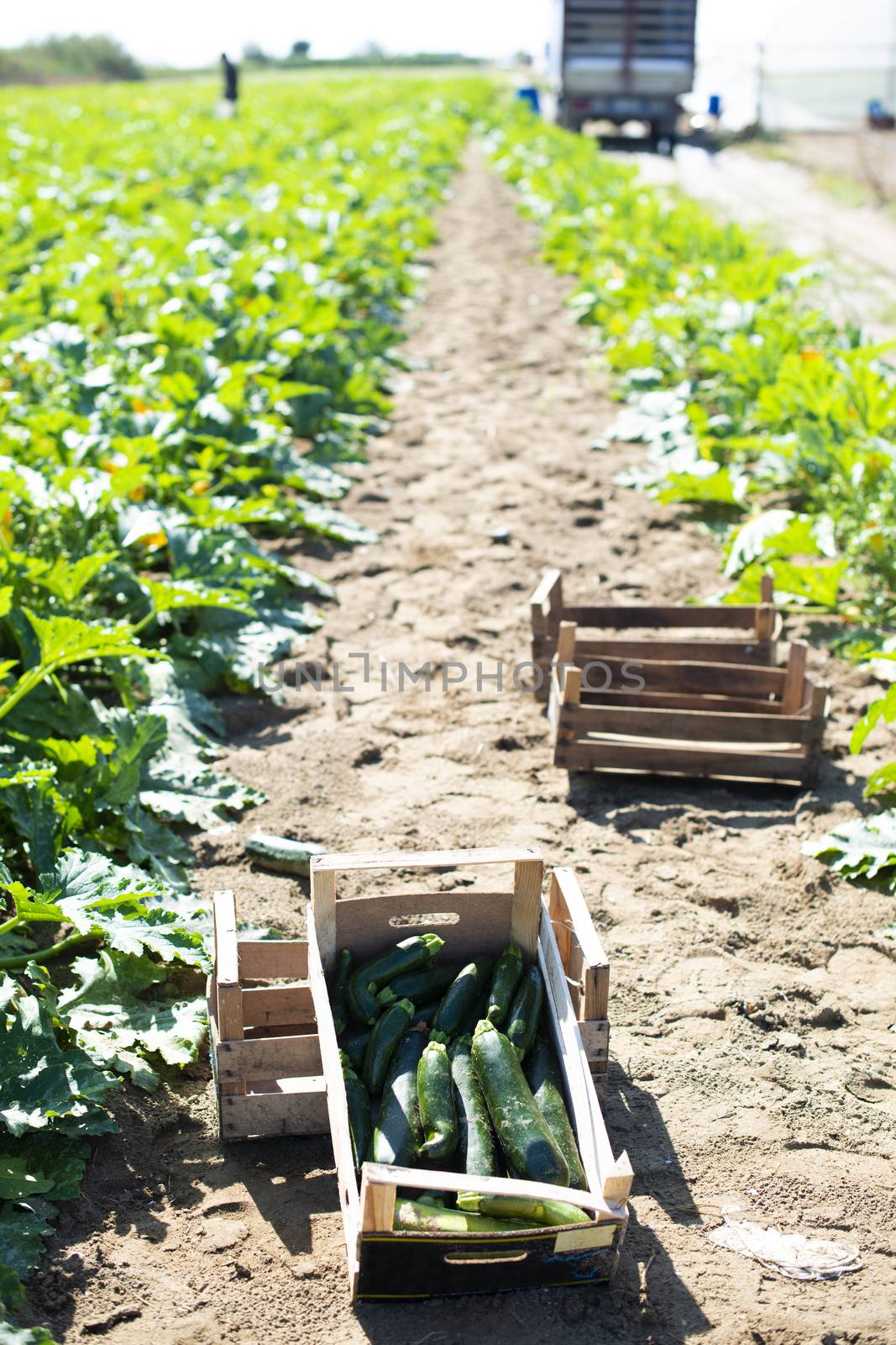 Picking zucchini in industrial farm. Wooden crates with zucchini by deyan_georgiev