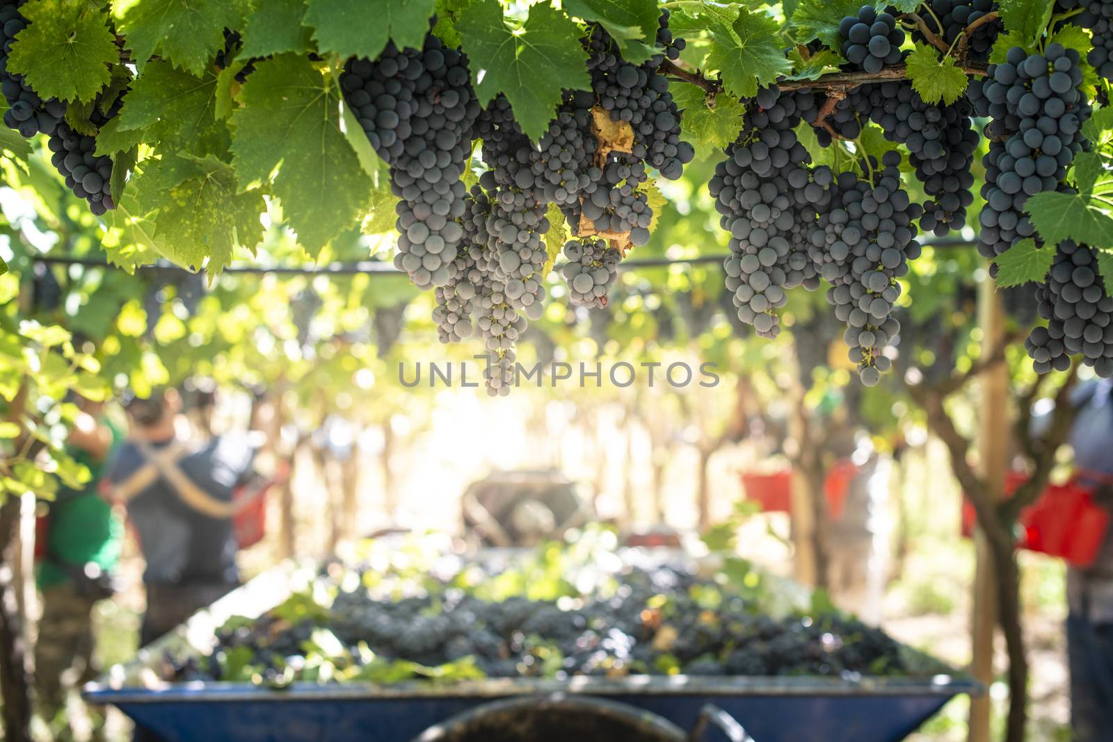 Tractor with trailer filled with red grapes for wine making. Concept for harvesting grapes in vineyard. Inside vineyards.