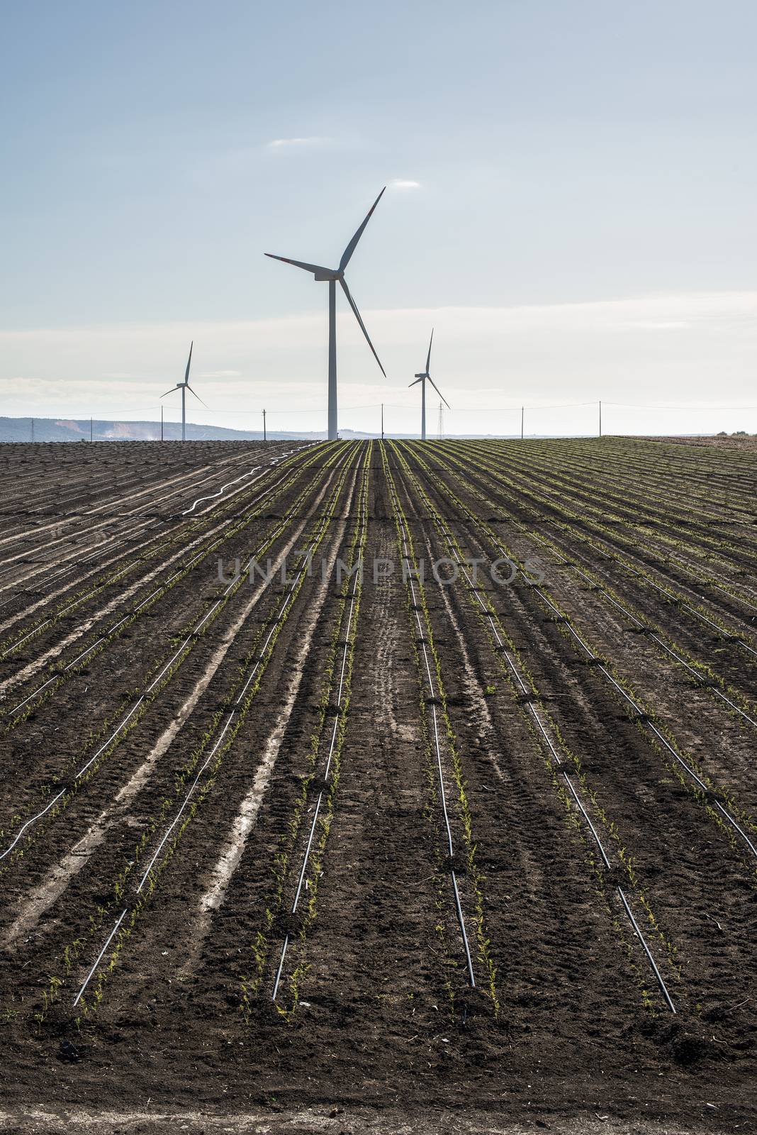 Wind generator in agriculture land. Black soil. 