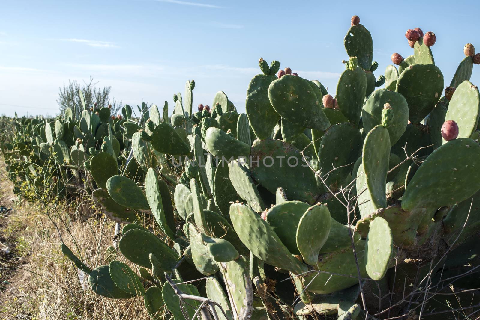 Industrial cactus plantation. Growing cactus. Fruits on cactus.  by deyan_georgiev