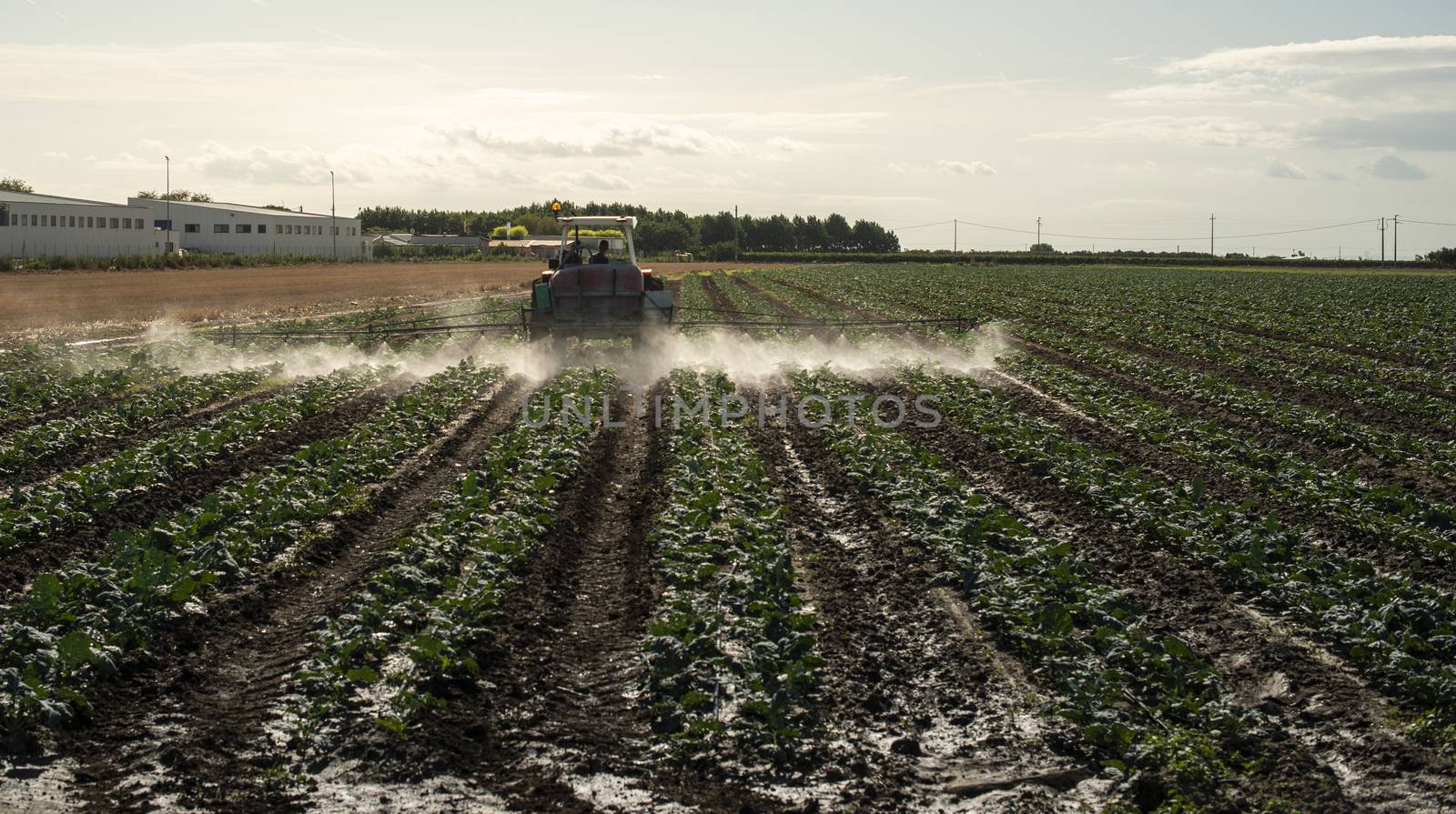 An agricultural tractor sprays plants with chemicals. Protection of plants by using pesticides. Sunset on the field.