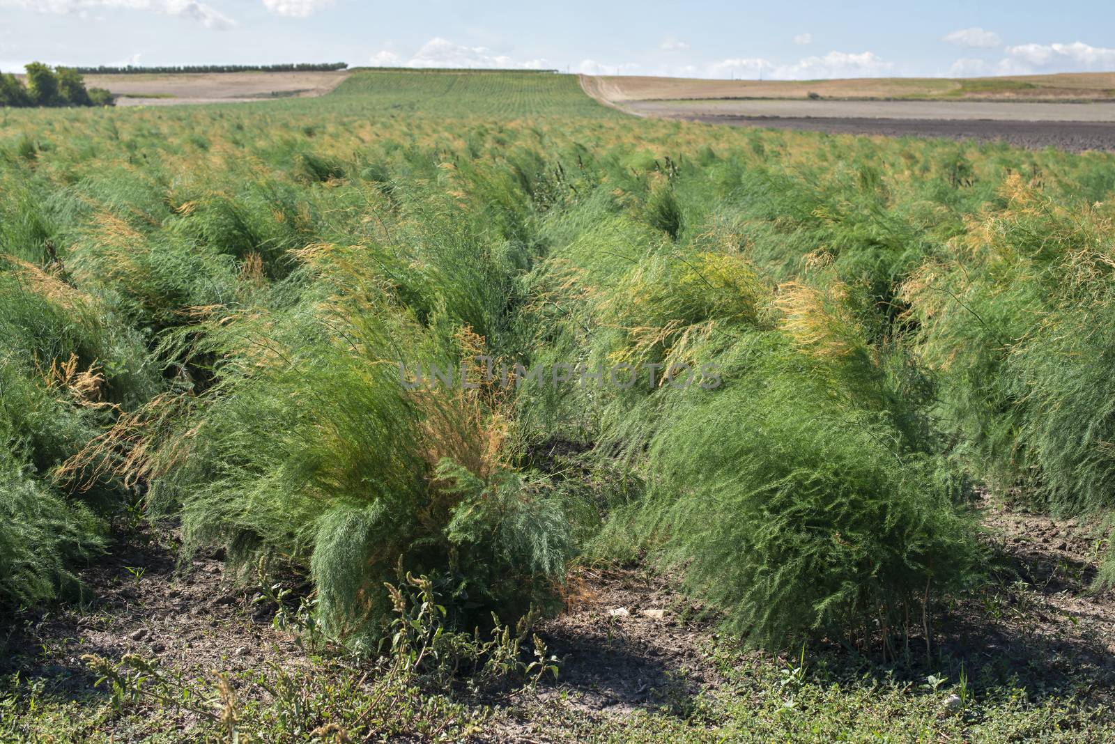 Growing asparagus in farm. Big asparagus plantation in Italy. Green bushes of asparagus