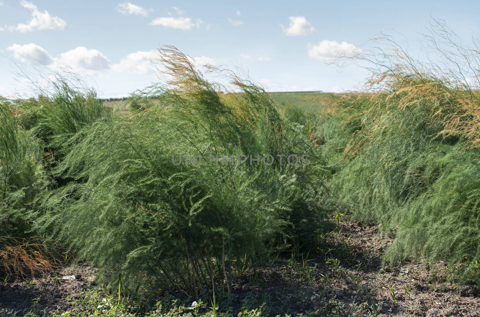 Growing asparagus in farm. Green bushes of asparagus by deyan_georgiev