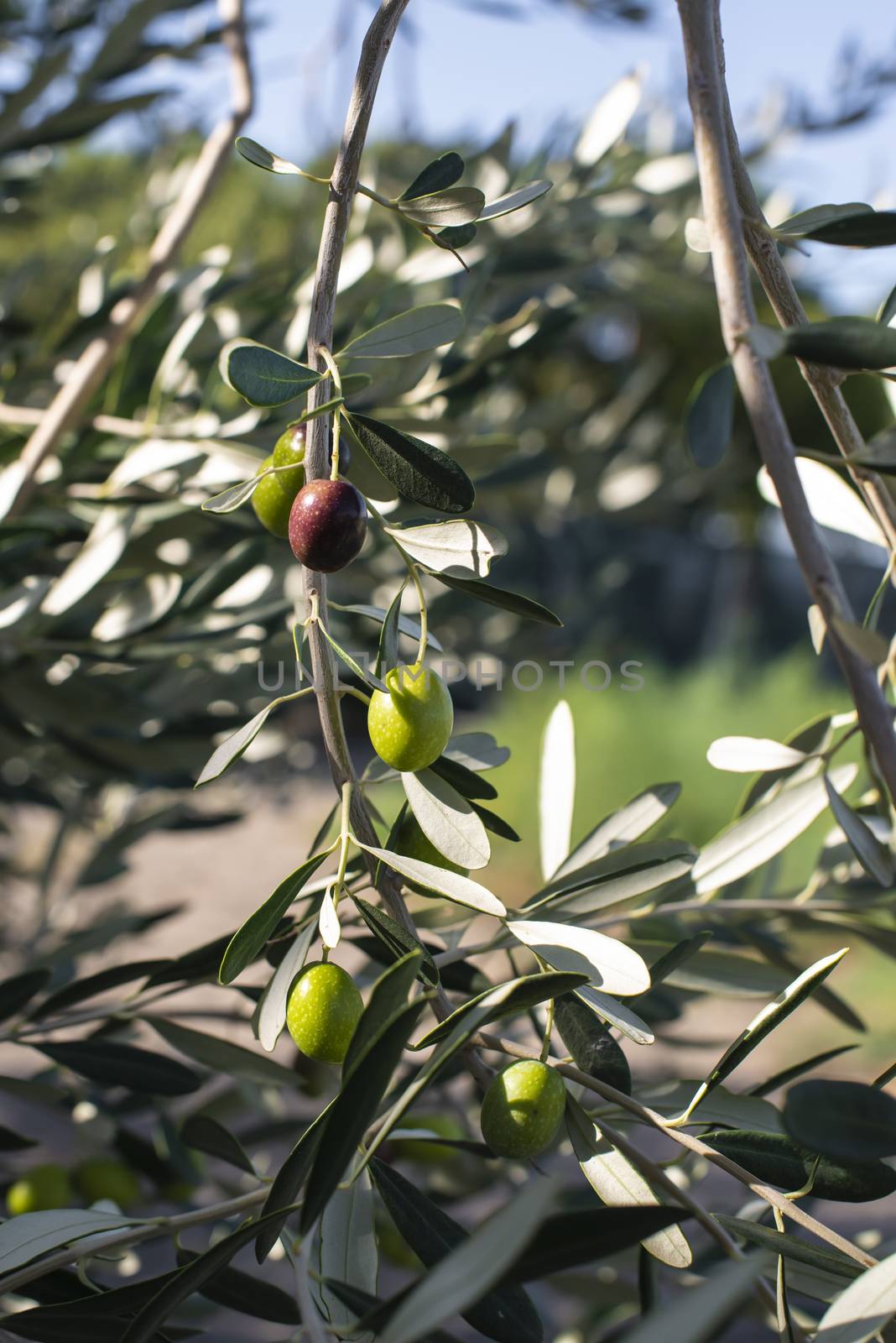 Ripe olives on branch. Sunlight. Close up olives on tree.